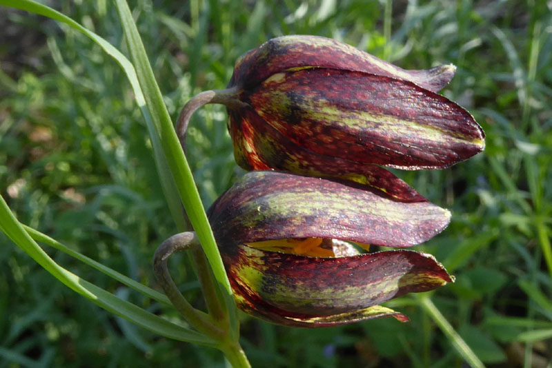 Fritillaria orientalis - Liliaceae